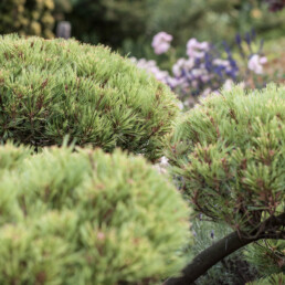 Garten Eder Bepflanzung