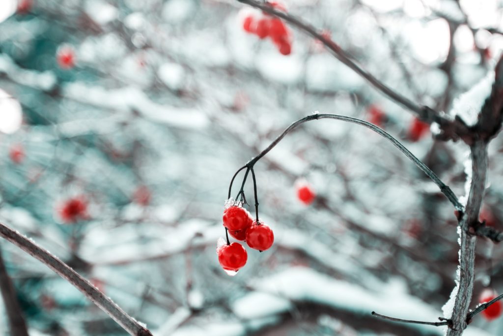Bereit für den Winter! 5 Tipps den Garten winterfest zu